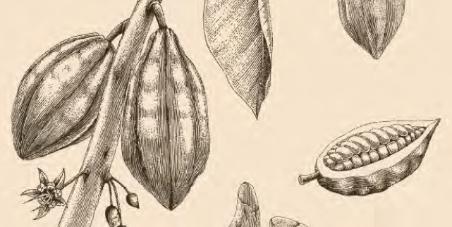 illustrazione_cacao